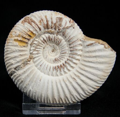 Inch Perisphinctes Ammonite - Jurassic #1955